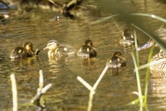 Mallard Duck Chicks on Pond