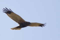 Male Marsh Harrier Side View in Flight