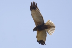 Male Marsh Harrier Side View in Flight