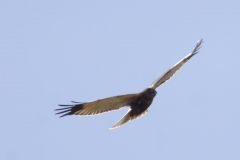 Male Marsh Harrier Front View in Flight