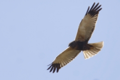 Male Marsh Harrier Side View in Flight