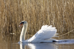 Swan Side View on Water