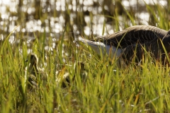 Greylag Goose and Chicks