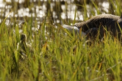 Greylag Goose and Chicks