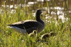 Greylag Goose and Chicks