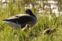 Greylag Goose and Chicks