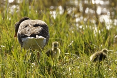 Greylag Goose and Chicks