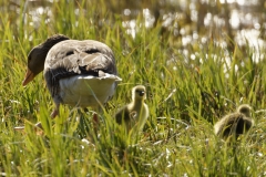 Greylag Goose and Chicks