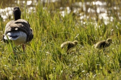 Greylag Goose and Chicks