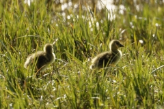 Greylag Goose Chicks