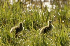 Greylag Goose Chicks