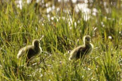 Greylag Goose Chicks