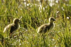 Greylag Goose Chicks