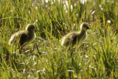 Greylag Goose Chicks