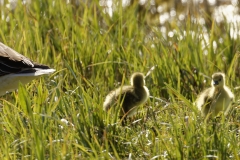 Greylag Goose Chicks