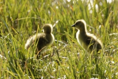 Greylag Goose Chicks