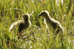 Greylag Goose Chicks