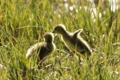 Greylag Goose Chicks