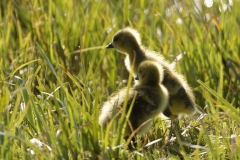 Greylag Goose Chicks