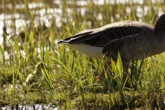 Greylag Goose and Chicks