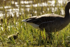 Greylag Goose and Chicks