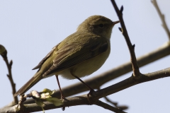 Willow Warbler Side View on Branch