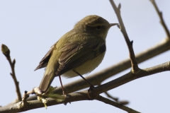 Willow Warbler Side View on Branch