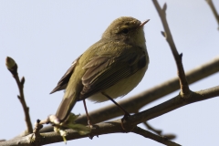 Willow Warbler Side View on Branch