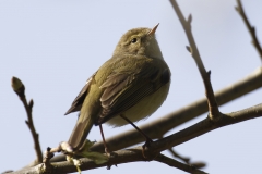 Willow Warbler Side View on Branch