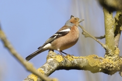 Male Chaffinch Side View on Branch