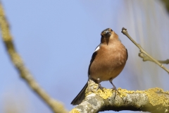 Male Chaffinch Front View on Branch