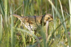 Mistle Thrush Side View on Grass