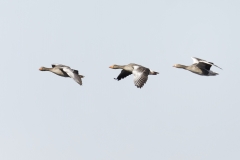 Three Greylag Geese Side View in Flight