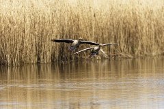 Two Greylag Geese Landing on Lake Front View