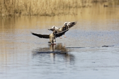 Two Greylag Geese Landing on Lake Front View