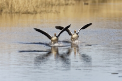 Two Greylag Geese Landing on Lake Front View