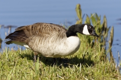 Canadian Goose Side View on Grass