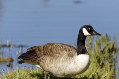 Canadian Goose Side View on Grass