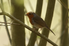 Robin Side View on Branch