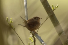 Wren Front View on Branch