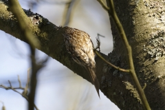 Treecreeper Back View on Tree With Food in Beak