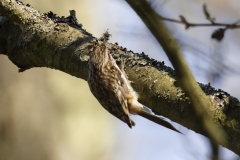 Treecreeper Back View on Tree With Food in Beak