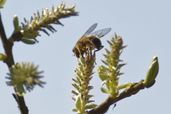 Bee on Wild Flower