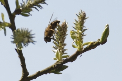 Bee on Wild Flower