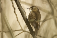 Cetti's Warbler Side View on Branch