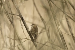 Cetti's Warbler Side View on Branch