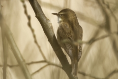 Cetti's Warbler Side View on Branch