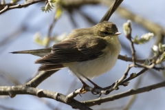 Chiffchaff Side View on Branch