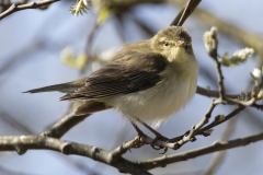 Chiffchaff Side View on Branch