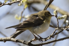 Chiffchaff Side View on Branch